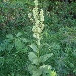 Veratrum album Habit