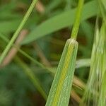 Anisantha tectorum 樹皮