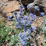 Eryngium bourgatiiफूल