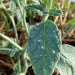 Heliotropium europaeum Leaf