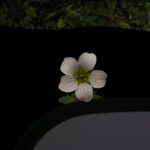 Parnassia nubicola Other