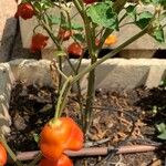 Capsicum baccatum Habit