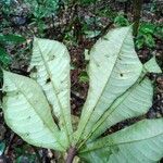 Sterculia pruriens Leaf