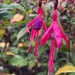 Fuchsia magellanica Flor