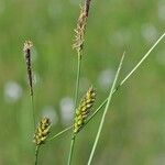 Carex lasiocarpa Kvet