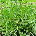 Erysimum rhaeticum Leaf