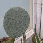 Opuntia robusta Leaf