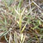 Helictochloa bromoides Flower