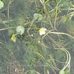 Ranunculus aquatilis Tervik taim