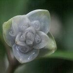 Psychotria urbaniana Цветок