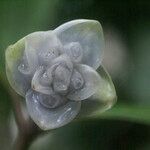 Psychotria urbaniana Flower