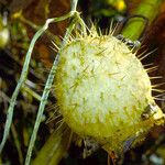 Echinocystis lobata Fruit