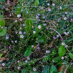 Petrorhagia saxifraga Blüte