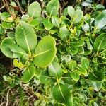 Sideroxylon borbonicum Yaprak