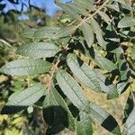 Zanthoxylum rhoifolium Blad