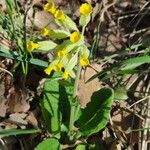 Primula verisFloro