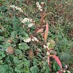 Persicaria mitis 整株植物