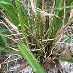 Andropogon bicornis Leaf