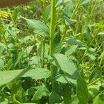 Verbesina helianthoides Leaf