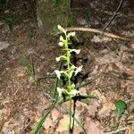 Platanthera chlorantha Flor