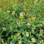 Astragalus cicerFlower