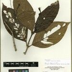 Rudgea longiflora