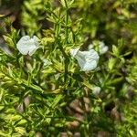 Stachys glutinosa Fiore