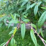 Cotoneaster salicifolius Leaf