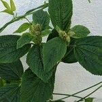 Acalypha aristata Hábito