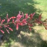 Hesperaloe parviflora Fleur