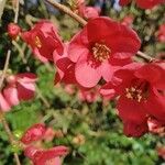 Chaenomeles speciosaFlor