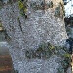 Betula pubescens Bark