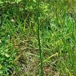 Hypochaeris radicata Habitus