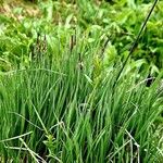 Carex nigra عادت داشتن