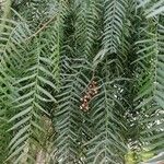 Schinus molle 果実