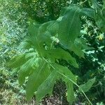 Prenanthes purpurea Leaf