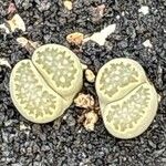 Lithops salicola Levél