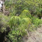 Dypsis onilahensis Hábito