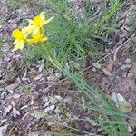 Narcissus assoanus برگ