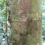 Abarema gallorum Ŝelo