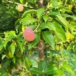 Cornus hongkongensis Frucht