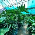 Philodendron bipinnatifidum পাতা