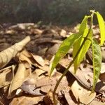 Baphia pubescens Φύλλο