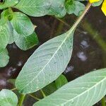 Ludwigia peploides Likasa