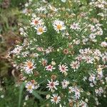 Symphyotrichum lanceolatumŽiedas