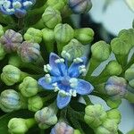 Hydrangea serrata Кветка