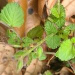 Salvia occidentalis Yaprak