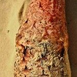 Cynomorium coccineum Bark
