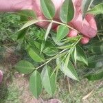 Senna occidentalis Leaf