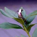 Rhododendron ponticum Leaf